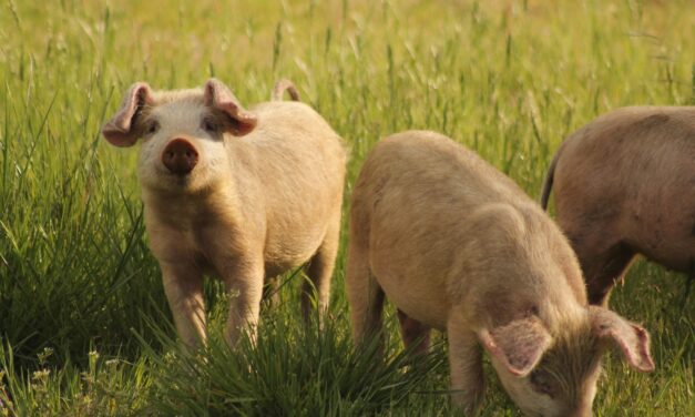 Tupy e MWM investem em usina de biogás